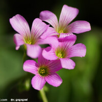 小花圖片照片_小花