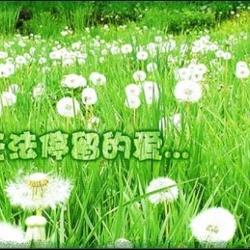 愛在蒲公英圖片照片_愛在蒲公英