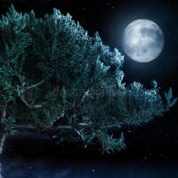 Tree Star Moon歌曲歌詞大全_Tree Star Moon最新歌曲歌詞