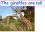 The Giraffes