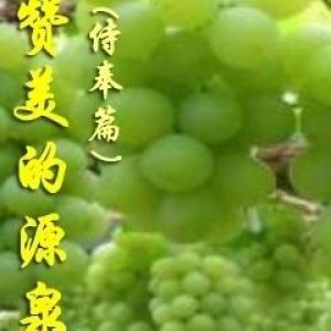 讚美的葡萄枝歌曲歌詞大全_讚美的葡萄枝最新歌曲歌詞