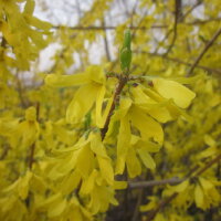 花開の耀眼圖片照片_花開の耀眼