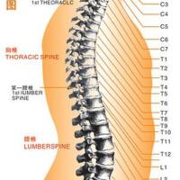 Sacrum圖片照片_Sacrum