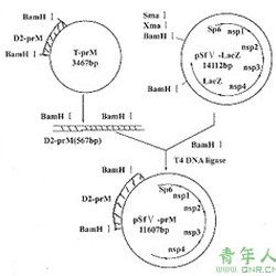 DNA-GAL圖片照片_DNA-GAL