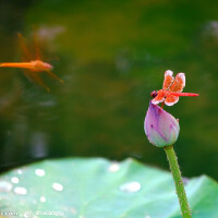 紅蜻蜓圖片照片_紅蜻蜓