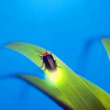 螢火蟲圖片照片