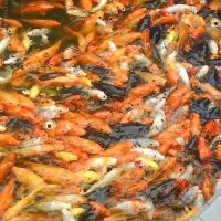 魚魚推薦圖片照片_魚魚推薦