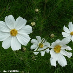 小白花圖片照片_小白花