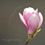 Magnolia圖片照片