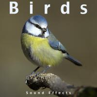 Sound Effects Inc.歌曲歌詞大全_Sound Effects Inc.最新歌曲歌詞