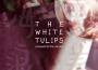 The White Tulips歌曲歌詞大全_The White Tulips最新歌曲歌詞