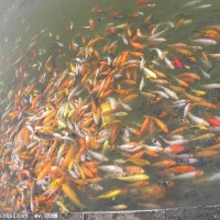 魚魚推薦圖片照片_魚魚推薦