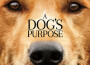 A Dog's Purpose (Original Motion Picture Sound專輯_Rachel PortmanA Dog's Purpose (Original Motion Picture Sound最新專輯