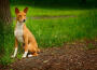 Basenji