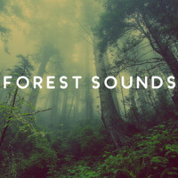 Forest Sounds – Calming Music for Relaxation, Bird專輯_RainforestForest Sounds – Calming Music for Relaxation, Bird最新專輯