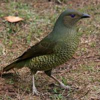 Bowerbirds