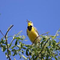 Meadowlark