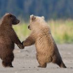 grizzly bear圖片照片