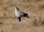 Secretary Bird