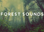 Forest Sounds – Calming Music for Relaxation, Bird專輯_RainforestForest Sounds – Calming Music for Relaxation, Bird最新專輯