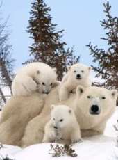 BBC：我和北極熊一家線上看_全集高清完整版線上看_分集劇情介紹_好看的電視劇