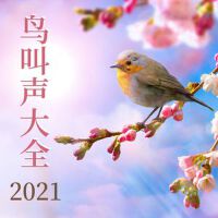 鳥叫聲大全2021: 純淨自然聲, 放鬆冥想靜心音樂, 春季冥想