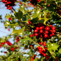 紅色漿果圖片照片_紅色漿果