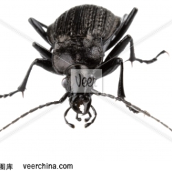 Black Bug圖片照片_Black Bug