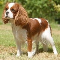 Cavalier