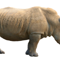 Rhinoceros