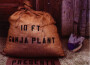 10 Ft. Ganja Plant歌曲歌詞大全_10 Ft. Ganja Plant最新歌曲歌詞
