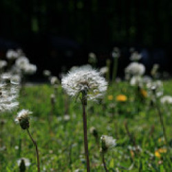 Blonding dandelions圖片照片_Blonding dandelions