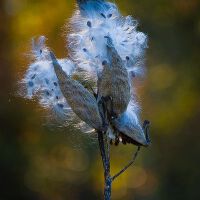 Milkweed最新專輯_新專輯大全_專輯列表