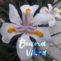 Buena vibra專輯_Sofi KowoBuena vibra最新專輯