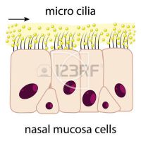 Cilia