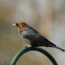 Cowbird圖片照片_Cowbird