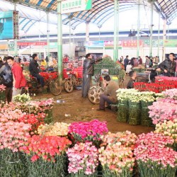 花世圖片照片_花世