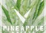 Pineapple Breeze專輯_VexentoPineapple Breeze最新專輯