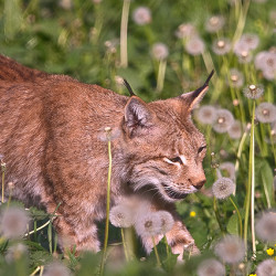 lynx圖片照片_lynx