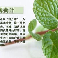 薄荷葉歌曲歌詞大全_薄荷葉最新歌曲歌詞