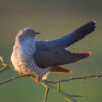 A Cuckoo圖片照片_A Cuckoo