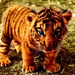 Tiger Baby圖片照片_Tiger Baby