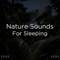 Organic Nature Sounds歌曲歌詞大全_Organic Nature Sounds最新歌曲歌詞