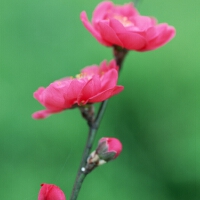 花開不敗圖片照片_花開不敗