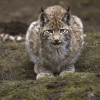 lynx圖片照片_lynx