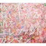 桜の花、舞い上がる道を