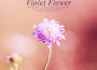 Violet Flower專輯_휘영Violet Flower最新專輯