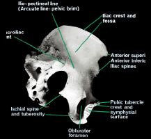 Sacrum圖片照片_Sacrum