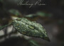 Healing Rain (Deep Sounds for Relaxation Meditatio專輯_Raindrops Healing MuHealing Rain (Deep Sounds for Relaxation Meditatio最新專輯