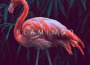 Flamingo歌曲歌詞大全_Flamingo最新歌曲歌詞